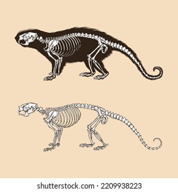 Skeleton brazilian porcupine vector illustration animal
