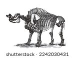 Skeleton of Brontops robustus. Doodle sketch. Vintage vector illustration.