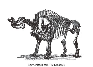Skeleton of Brontops robustus. Doodle sketch. Vintage vector illustration.