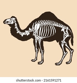 Skeleton camel vector illustration animal