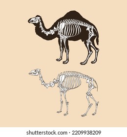 Skeleton camel vector illustration animal