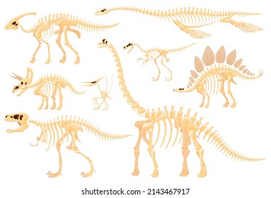 Skeleton of carnivorous and herbivorous foot-and-mouth disease. Archaeological excavations of dinosaur fossils. Studies of ancient animals. Vector illustration on a white background.