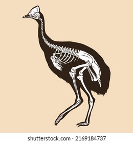 Skeleton cassowary vector illustration animal