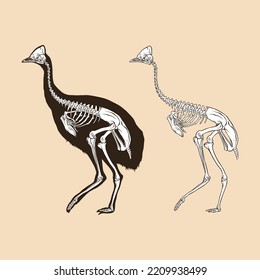 Skeleton cassowary vector illustration animal