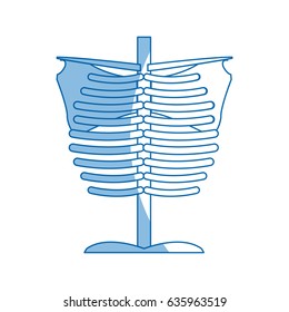 skeleton chest human part anatomy