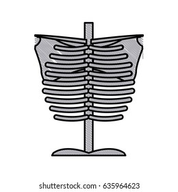 skeleton chest human part anatomy