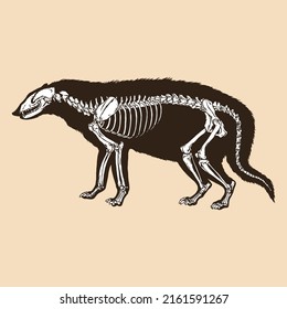 Skeleton civet cat vector illustration animal