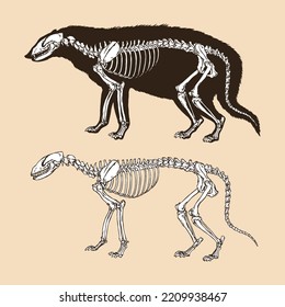 Skeleton civet cat vector illustration animal