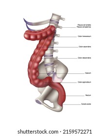 Skeleton colon colon on a white background. Vector 3D illustration