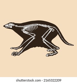 Skeleton colugo vector illustration animal