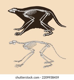 Skeleton colugo vector illustration animal