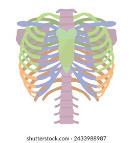Skeleton concept for medical design. Human ribs with sections labeled. Medical poster. Vector isolated illustration