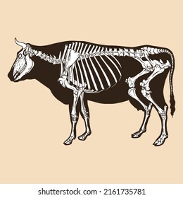 Dibujo del vector de vaca esqueleto animal