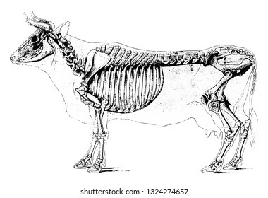 Skeleton of the Cow, vintage engraved illustration. from Zoology Elements from Paul Gervais.
