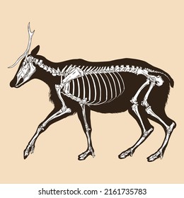 Skeleton deer vector illustration animal