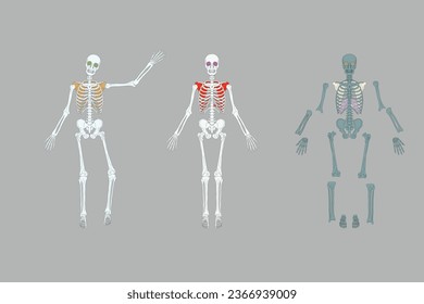 Skeleton detailed fully editable at different parts