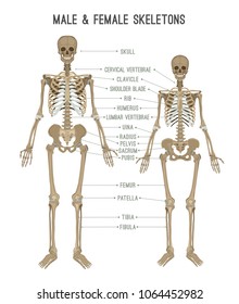 female vs male skeleton