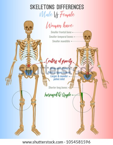 Skeleton Differences Poster Male Comparison Female Stock Vector