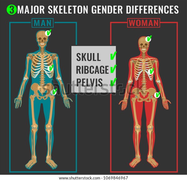 Skeleton Differences Poster Male Comparison Female Stock Vector ...