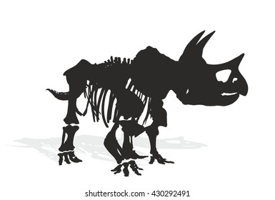 Skeleton of dinosaur.