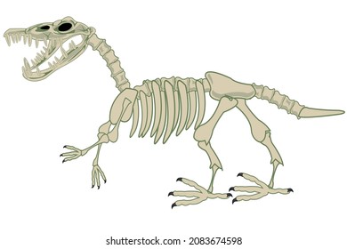 Skeleton of the dinosaur on white background is insulated