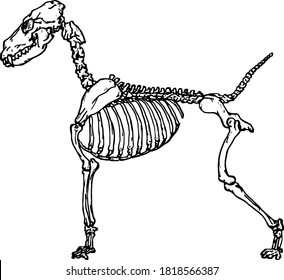 Skeleton of a dog for Halloween concept. Hand drawn vector illustration.