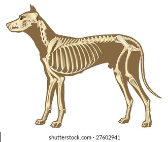 Skeleton Of Dog Section With Bones X Ray