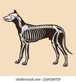 Skeleton dog vector illustration animal