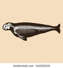 Skeleton Dugong Vector Illustration Animal Stock Vector (Royalty Free ...