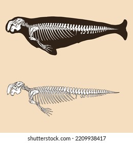 Skeleton dugong vector illustration animal