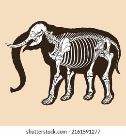 Ilustración del vector del elefante del esqueleto animal