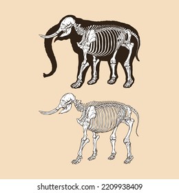 Skeleton elephant vector illustration animal