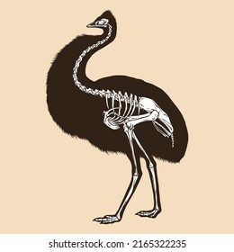 Skeleton emu bird vector illustration animal