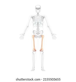 Skeleton femur thigh bone Human front view with two arm poses with partly transparent bones position. Realistic flat natural color concept Vector illustration of anatomy isolated on white background