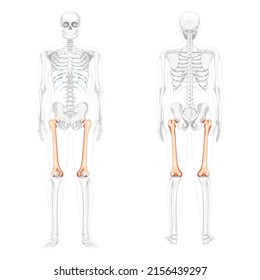 Skeleton femur thigh bone Human front back view with partly transparent bones position. Set of realistic flat natural color concept Vector illustration of anatomy isolated on white background