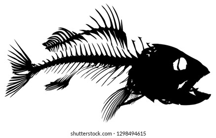 Skeleton of fish.