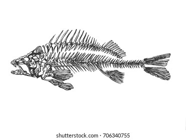 Skeleton of fish sketch vector