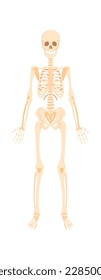Icono plano del esqueleto Hueso anatomía humana. Ilustración del vector