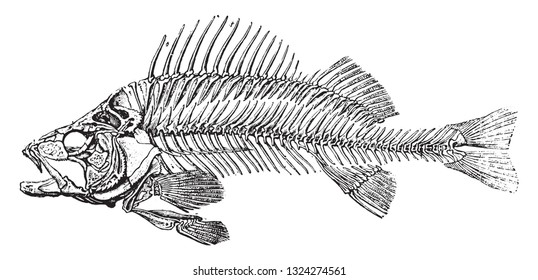 Skeleton the fluvial perch  vintage engraved illustration  from Zoology Elements from Paul Gervais 