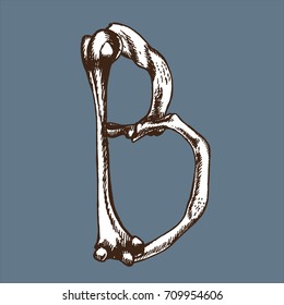 Skeleton font collection. Letter B made from bones. Vector hand drawn lettering for your scary or medical design.