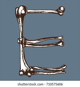 Skeleton font collection. Letter E made from bones. Vector hand drawn lettering for your scary or medical design.