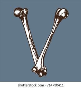 Skeleton font collection. Letter V made from bones. Vector hand drawn lettering for your scary or medical design.