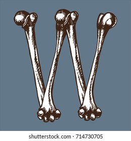 Skeleton font collection. Letter W made from bones. Vector hand drawn lettering for your scary or medical design.