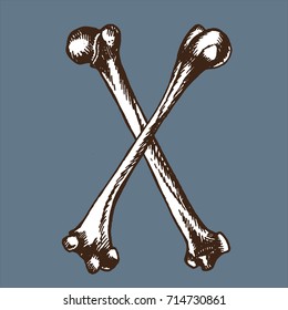 Skeleton font collection. Letter X made from bones. Vector hand drawn lettering for your scary or medical design.