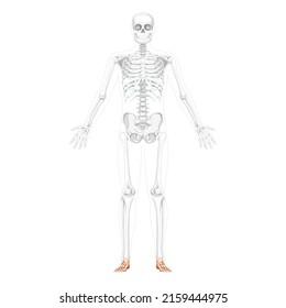 Skeleton Foot y tobillo Bone Vista frontal humana con dos brazos abiertos, posición de huesos parcialmente transparente. Color natural plano 3D realista Ilustración vectorial de la anatomía aislada en fondo blanco