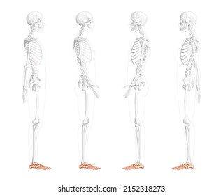 Skeleton Foot ankle Bones Human side lateral view with partly transparent bones position. Set of Anatomically correct 3D realistic flat concept Vector illustration of isolated on white background