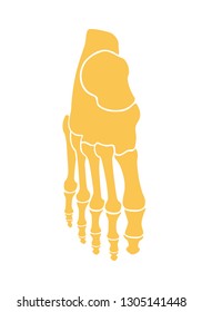 Skeleton foot. The bones of the foot man. Tarsus and fingers. Flat design