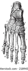 Skeleton of the foot (dorsal), vintage engraved illustration. Usual Medicine Dictionary - Paul Labarthe - 1885. 