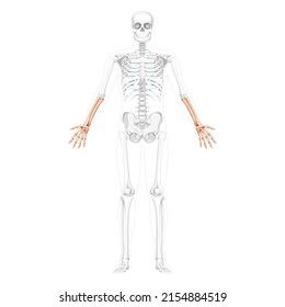 Skeleton Forearms Human hand front Anterior ventral view with two arm poses with partly transparent bones position. Anatomically correct realistic flat Vector illustration isolated on white background