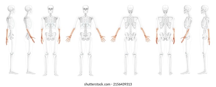Skeleton Forearms Human radius, hand front back side view with partly transparent bones position. Set of Anatomically correct realistic flat Vector illustration of anatomy isolated on white background